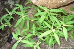 Allmania nodiflora